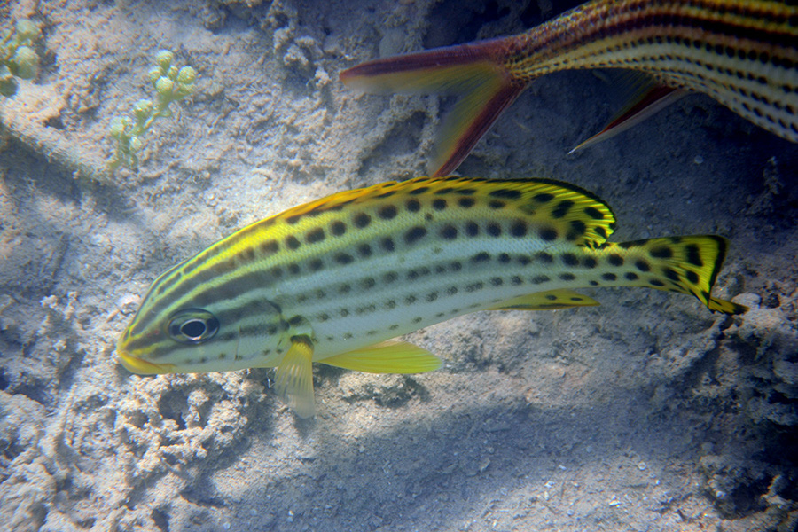 370-0-245-0-Schwarztupfen-Suesslippe-juv-2012-03-01-90