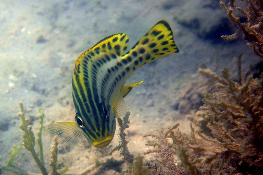 370-1-245-1-Schwarztupfen-Suesslippe-juv-2012-04-01-90