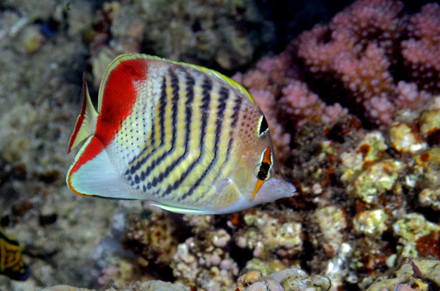482-2-Rotmeer-Winkelfalterfisch-(Caetodon%20paucifasciatus)-2014-03-01-90