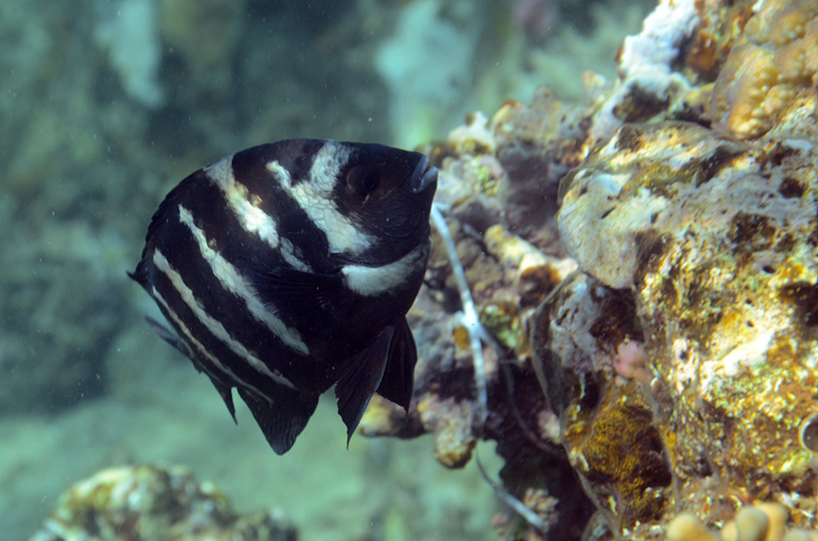 522-0-Graustreifen-Sergeant-(Abudefduf%20septemfasciatus)-2014-02-01-90