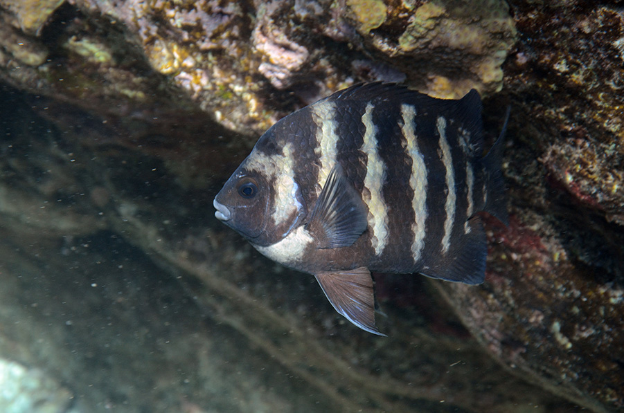 522-1-Graustreifen-Sergeant-(Abudefduf%20septemfasciatus)-2014-07-01-90