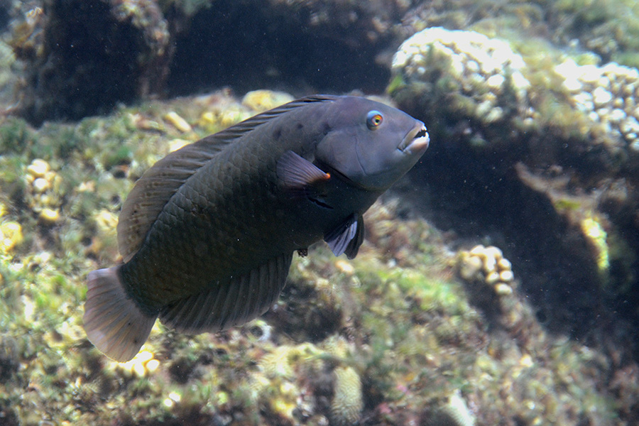 586-0-230-0-Brauner-Baeumchenfisch-2012-03-01-90