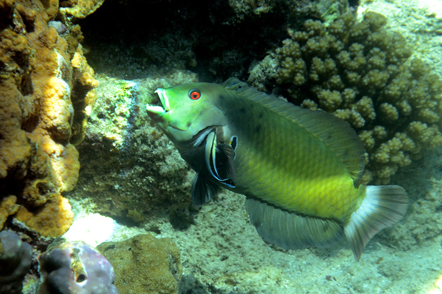 586-1-230-1-Brauner-Baeumchenfisch-2012-06-01-90