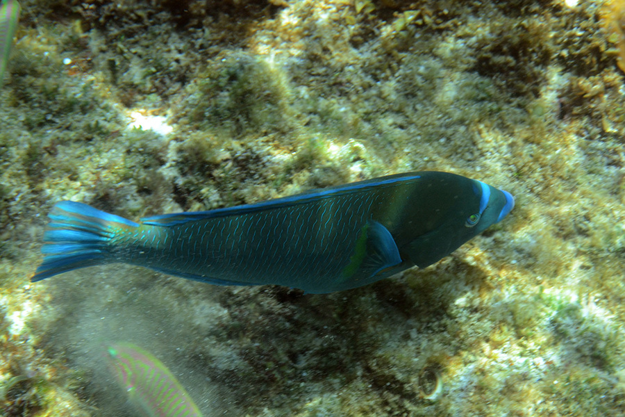 587-0-244-0-Zweifarben-Bannerlippfisch-2012-01-01-90