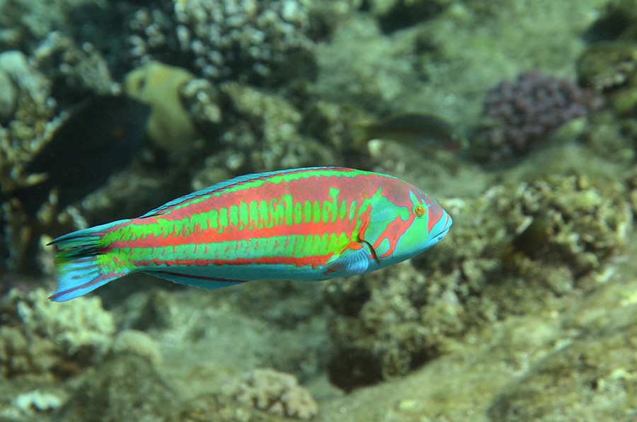 600-1-Brandungs-Junker-(Thalassoma%20purpureum)-2014-05-01-90