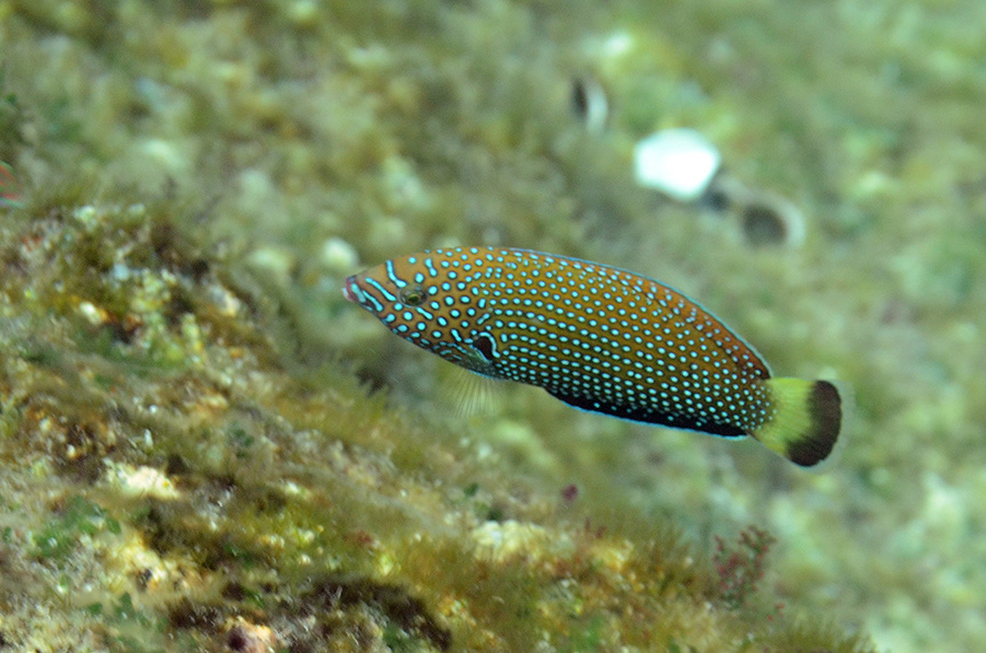 604-2-Diamant-Junker-(Anampses%20caeruleopunctatus)-2014-01-01-90