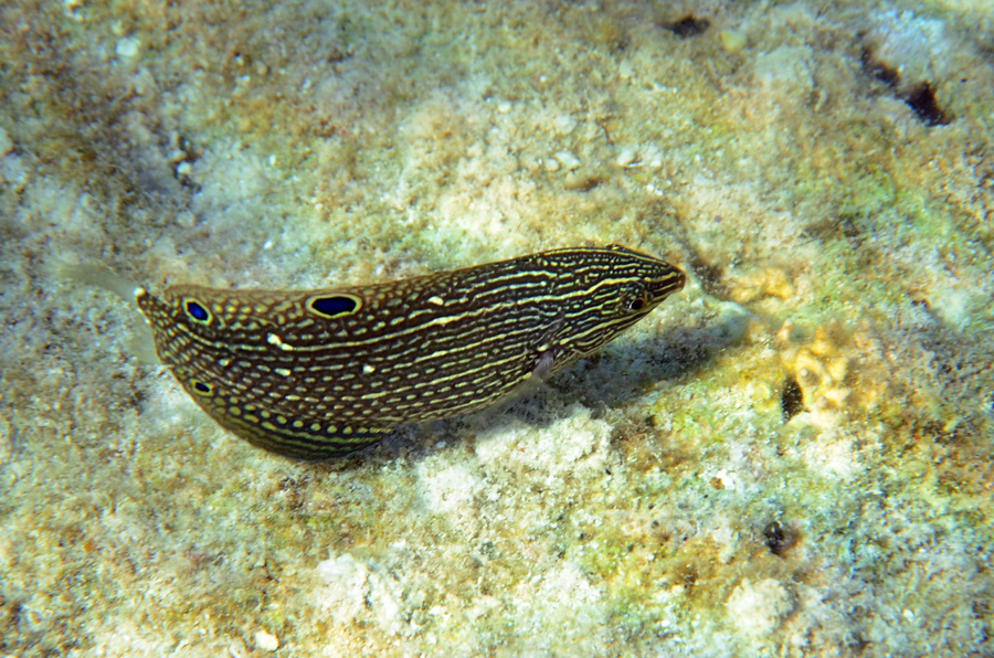 606-2-Streifen-Junker-juv.-(Halichoeres%20marginatus)-2014-06-01-90