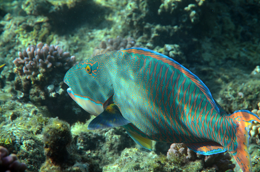 622-6-Masken-Papageifisch-(Cetoscarus%20bicolor)-2014-02-01-90