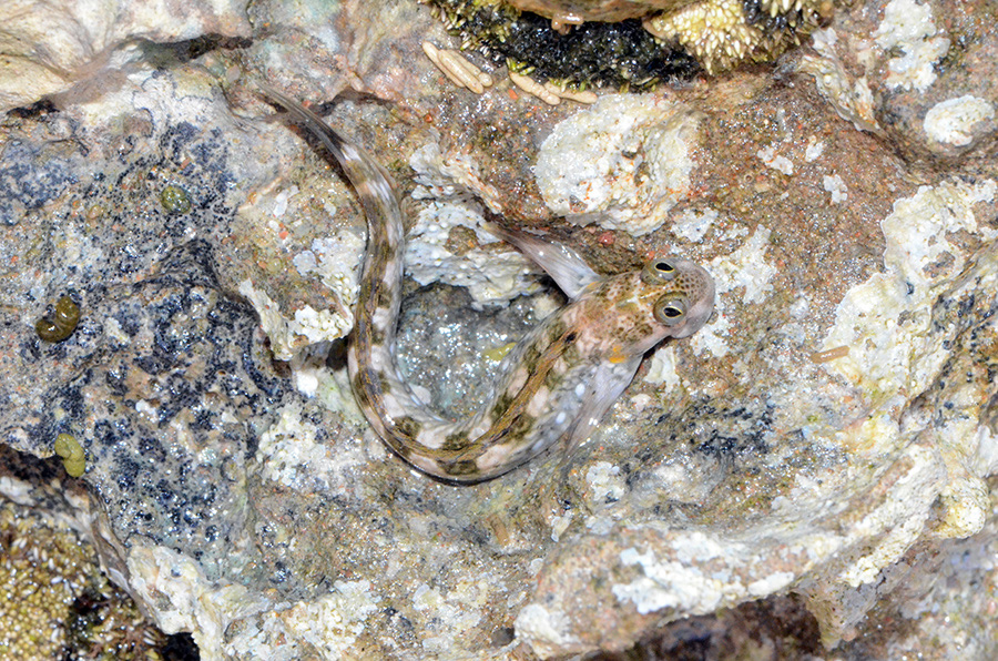 645-2-Felsen-Kammzaehner-(Istiblennius%20unicolor)-2014-16-01-90