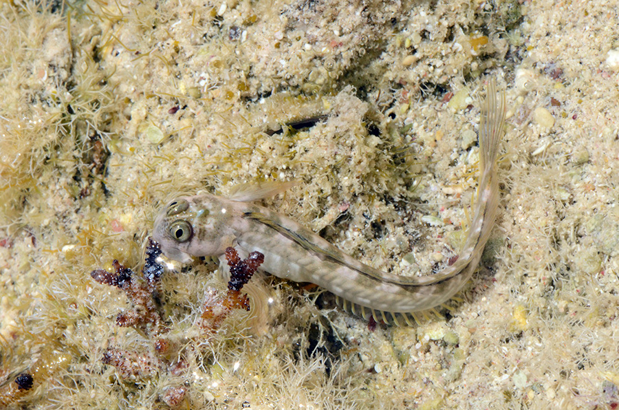 645-3-Felsen-Kammzaehner-(Istiblennius%20unicolor)-2014-19-01-90