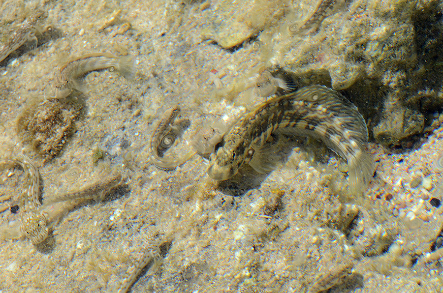 645-4-Felsen-Kammzaehner-(Istiblennius%20unicolor)-2014-22-b-01-90