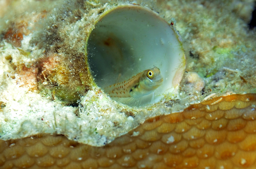 647-0-Blaubauch-Kammzaehner-(Alloblennius%20pictus)-2014-09-01-90