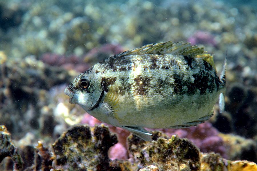 682-1-306-1-Rotmeer-Kaninchenfisch-2012-03-01-90