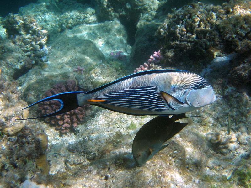 723-1-085-kalawy-09-arabischer-doktorfisch-09-01-80