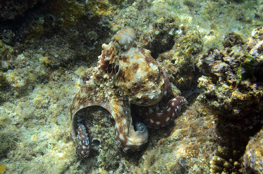 830-4-Roter%20Riffkrake-(Octopus%20cyaneus)-2014-%20(36)-90