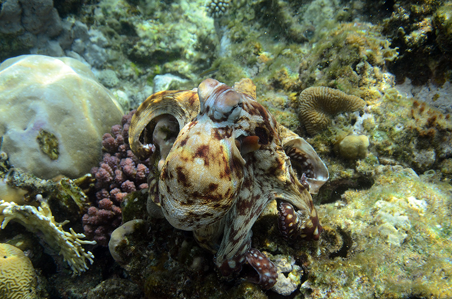 830-8-Roter%20Riffkrake-(Octopus%20cyaneus)-2014-%20(52)-90