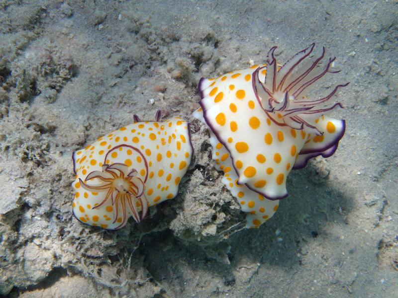 902-0-509-00-ring-chromodoris-10%20(48)-01-80