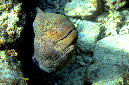 030-6-001-5-Riesenmuraene-2012-32-01-90