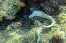 031-3-Graue%20Muraene-(Gymnothorax%20griseus)-2014-02-01-90