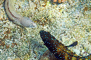 031-5-Graue%20Muraene-(Gymnothorax%20griseus)-2014-09-01-90