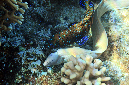 031-7-Graue%20Muraene-(Gymnothorax%20griseus)-2014-14-01-90