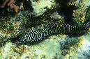 035-0-Zebramuraene-(Gymnomuraena%20zebra)-b-2014-02-01-90