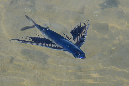 060-0-022-0-Fliegender-Fisch-(Exocoetidae)-01-01-90