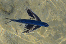 060-1-022-1-Fliegender-Fisch-(Exocoetidae)-02-01-90