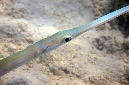 090-1-Floetenfisch-(Fistularia%20commersonii)-2014-02-01-90