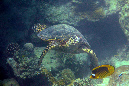 100-5-009-05-Echte-Karettschildkroete-2012-07-01-90