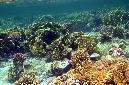 105-4-950-00-Korallenriff-2012-10-01-90