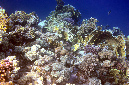 105-5-950-01-Korallenriff-2012-16-01-90