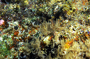 1100-0-Alge-Koralle-2014-02-01-90