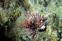 111-0-Strahlenfeuerfisch-(Pterois%20radiata)-2014-07-01-90