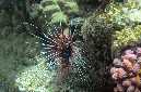 111-2-Strahlenfeuerfisch-(Pterois%20radiata)-2014-01-01-90