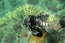 112-0-ind%20Rotfeuerfisch-(Pterois%20miles)-2014-02-01-90