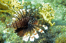 112-1-ind%20Rotfeuerfisch-(Pterois%20miles)-2014-06-01-90