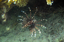 112-2-ind%20Rotfeuerfisch-(Pterois%20miles)-2014-12-01-90