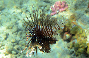 112-3-ind%20Rotfeuerfisch-(Pterois%20miless)-2014-14-01-90