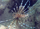 112-4-010-08-ind-rotfeuerfisch-10%20(39)-01-80