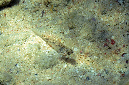 1200-Lagunen%20Leierfisch-juv.(Callionymus%20delicatulus)-b-01-01-90