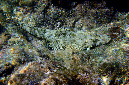 150-5-225-2-Krokodilfisch-2012-10-01-90