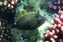 180-2-Netz-Feilenfisch-(Cantherinus%20pardalis)-2014-01-01-90