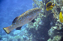 204-2-Forellen-Zackenbarsch-(Plectropomus%20aerolatus)-b-2014-03-01-90