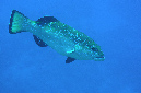 204-3-Forellen-Zackenbarsch-(Plectropomus%20aerolatus)-b-2014-05-02-90