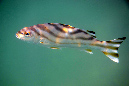 240-1-215-0-Jarbua-Tigerbarsch-2012-03-01-90