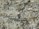 240-2-162-tigerbarsche-09-03-01-80
