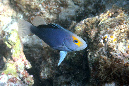 241-0-205-0-Rotmeer-Seifenbarsch-2012-01-01-90