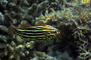 242-1-Sechsstreifen-Seifenbarsch-(Grammistes%20sexlineatus)-2014-05-01-90