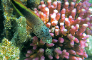 270-3-063-korallenwaechter-eidechsenfisch-01-90